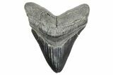 Fossil Megalodon Tooth - South Carolina #365733-1